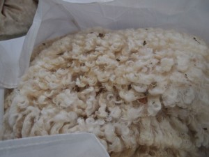  Whiteface Dartmoor Sheep Fleece - twool