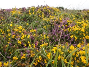 Gorse and Heather - Whiteface Dartmoor Sheep - twool