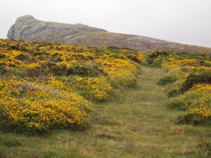 Haytor - Whiteface Dartmoor Sheep - twool