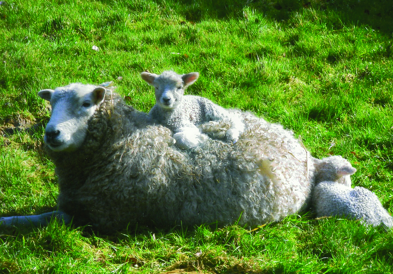 Whiteface rare breed sheep with lamb, dartmoor, twool