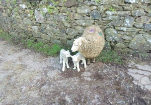 Ewe with her twins, twool