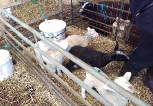 Orphan Zwartbles lamb,  twool
