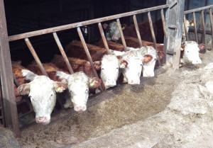 cows waiting in line, twool, 
