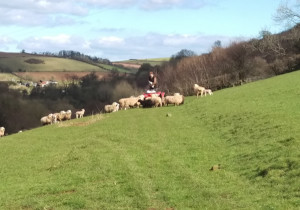 feeding the sheep on the farm, twool, lambing 2016