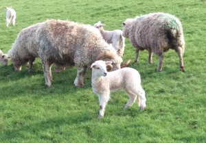 twool - New born Lamb in Field