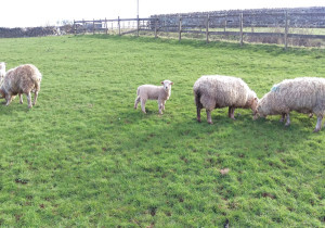 Whiteface Dartmoor Lamb, lambing 2016