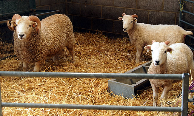 clares-sheep