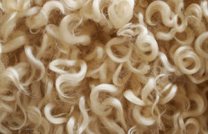 rare breed whiteface wool