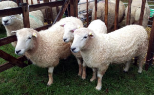 Whiteface Dartmoor Sheep, Widecombe Fair, Dartmoor