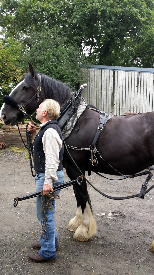 Heavy Horses Weekend