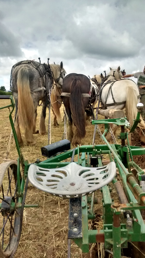 Heavy horses weekend on Exmoor for Addington Fund