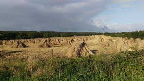 Hayricks in Devon, RHS Rosemoor Flower Show