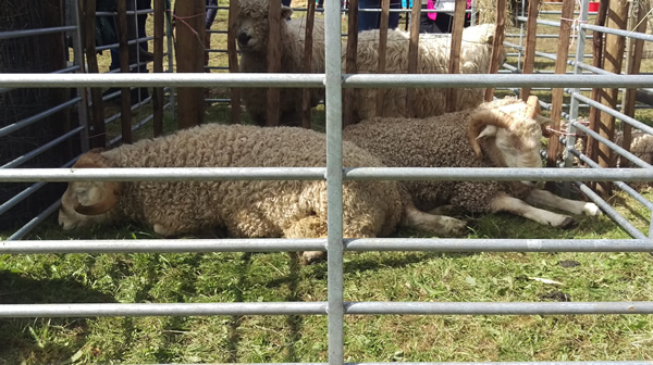 Whiteface Dartmoor Sheep, Widecombe Fair 2017