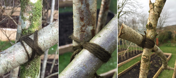 Tying and binding bean poles