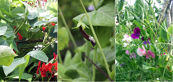 twool HQ garden 2017