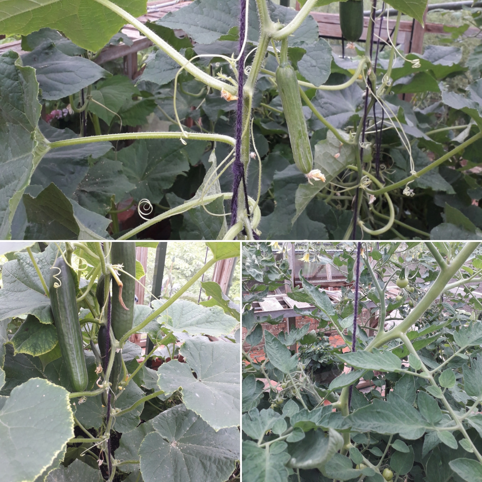 Tomatoes and cucmbers growing with twool twine at RHS Rosemoor