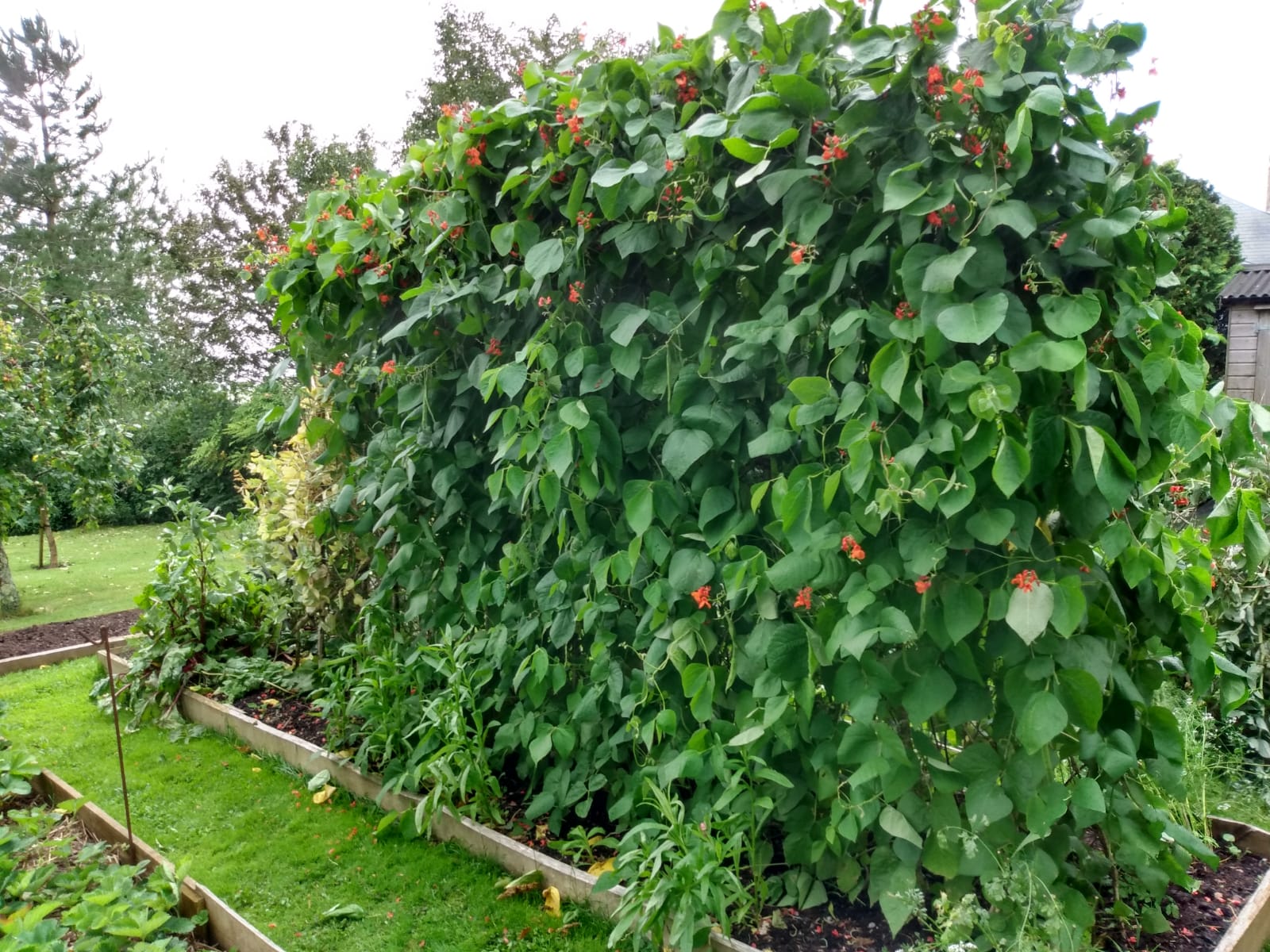 twool garden runner bean row