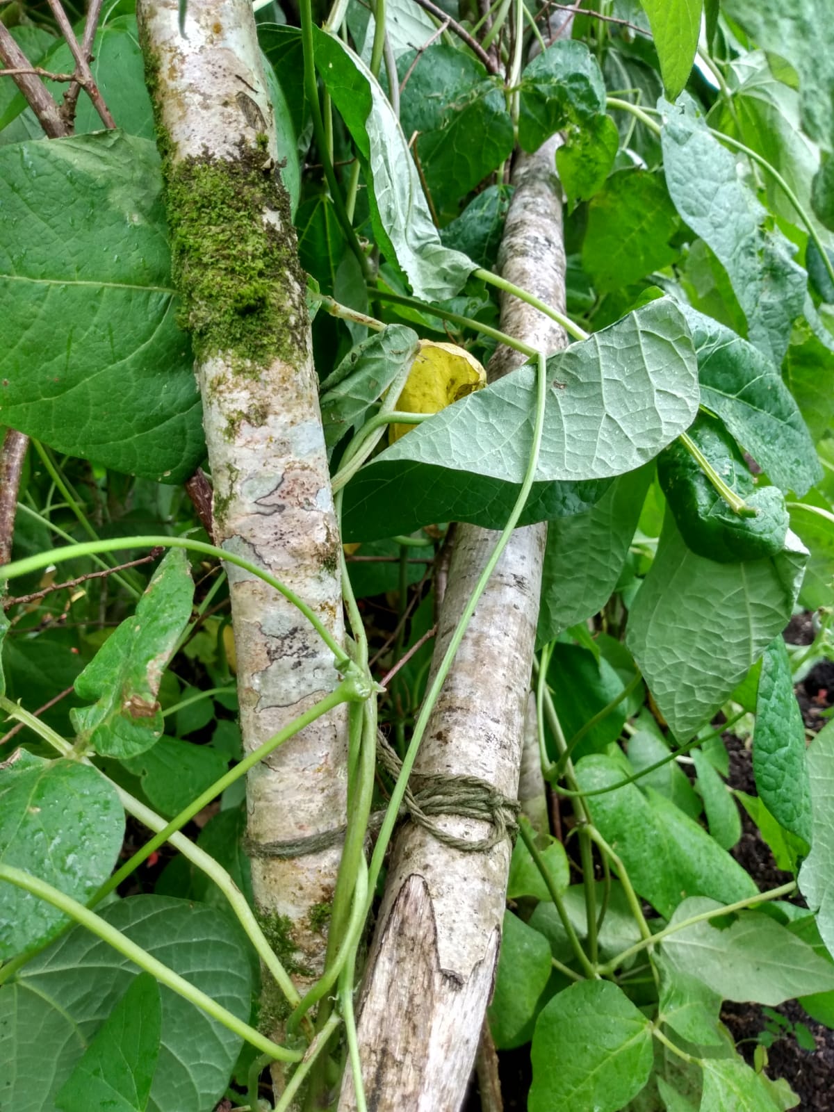 Hazel bean poles tied with twool still going strong