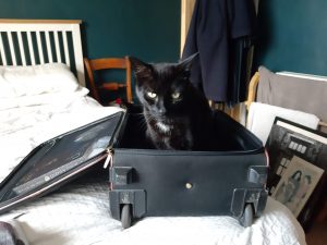 twool fan - cat in a suitcase