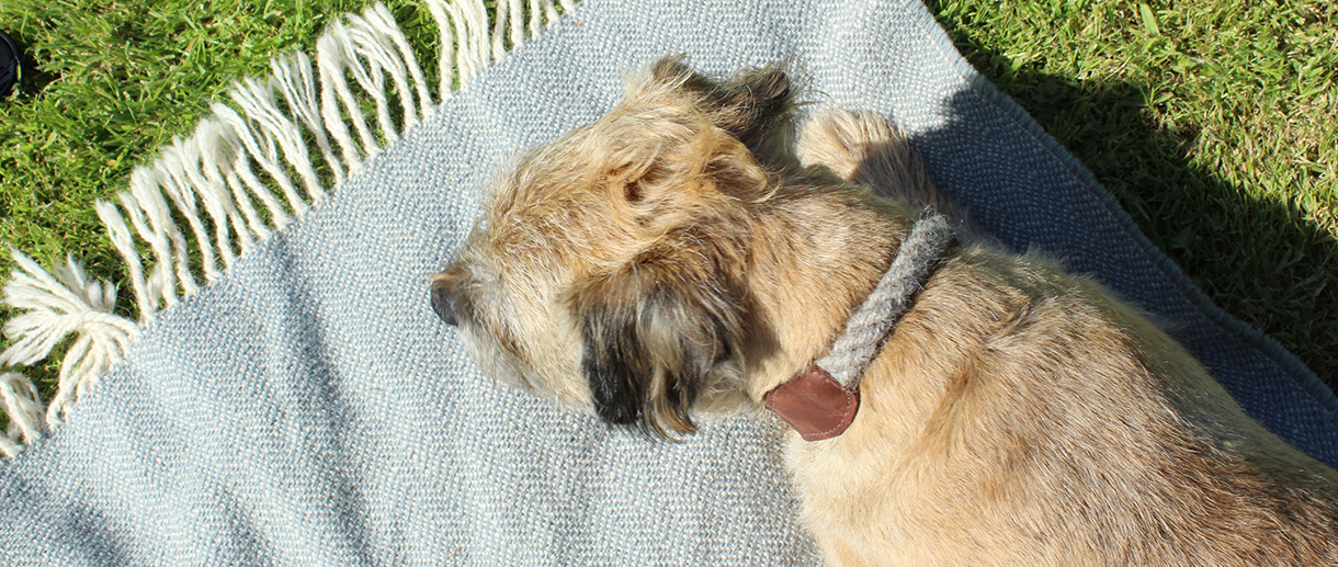 twool dog on a rug