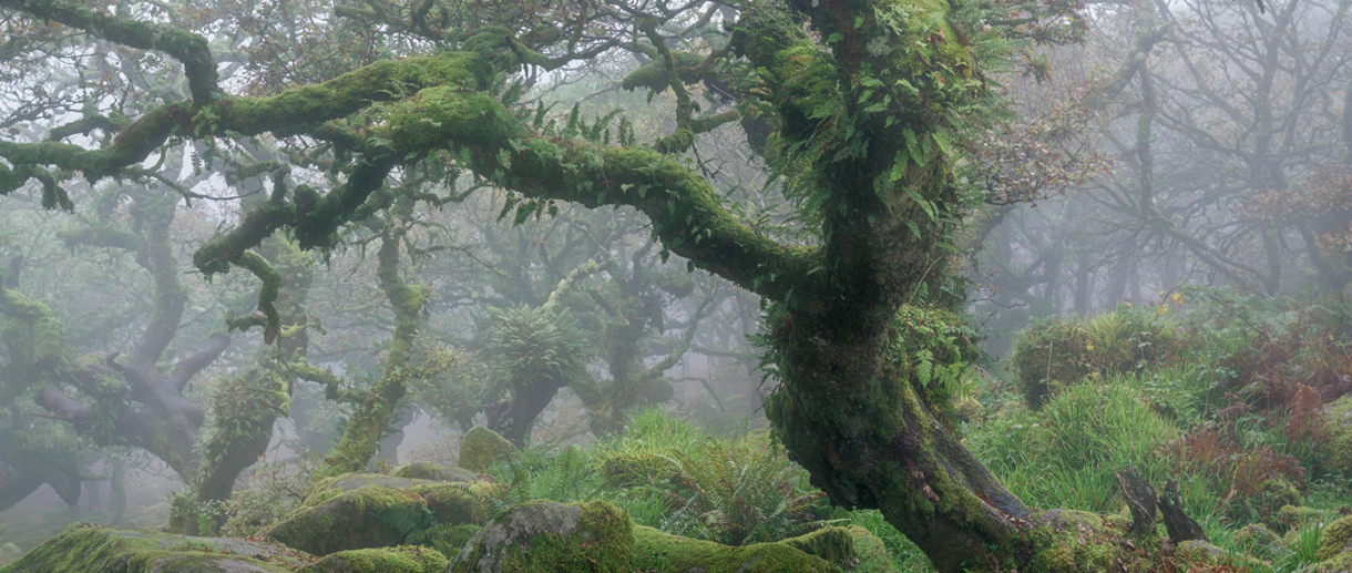 wismans wood banner