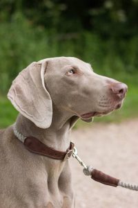 Luna wearing twool naked collar and lead