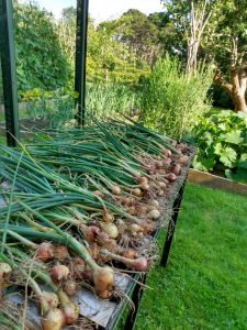 Shallots drying 2020
