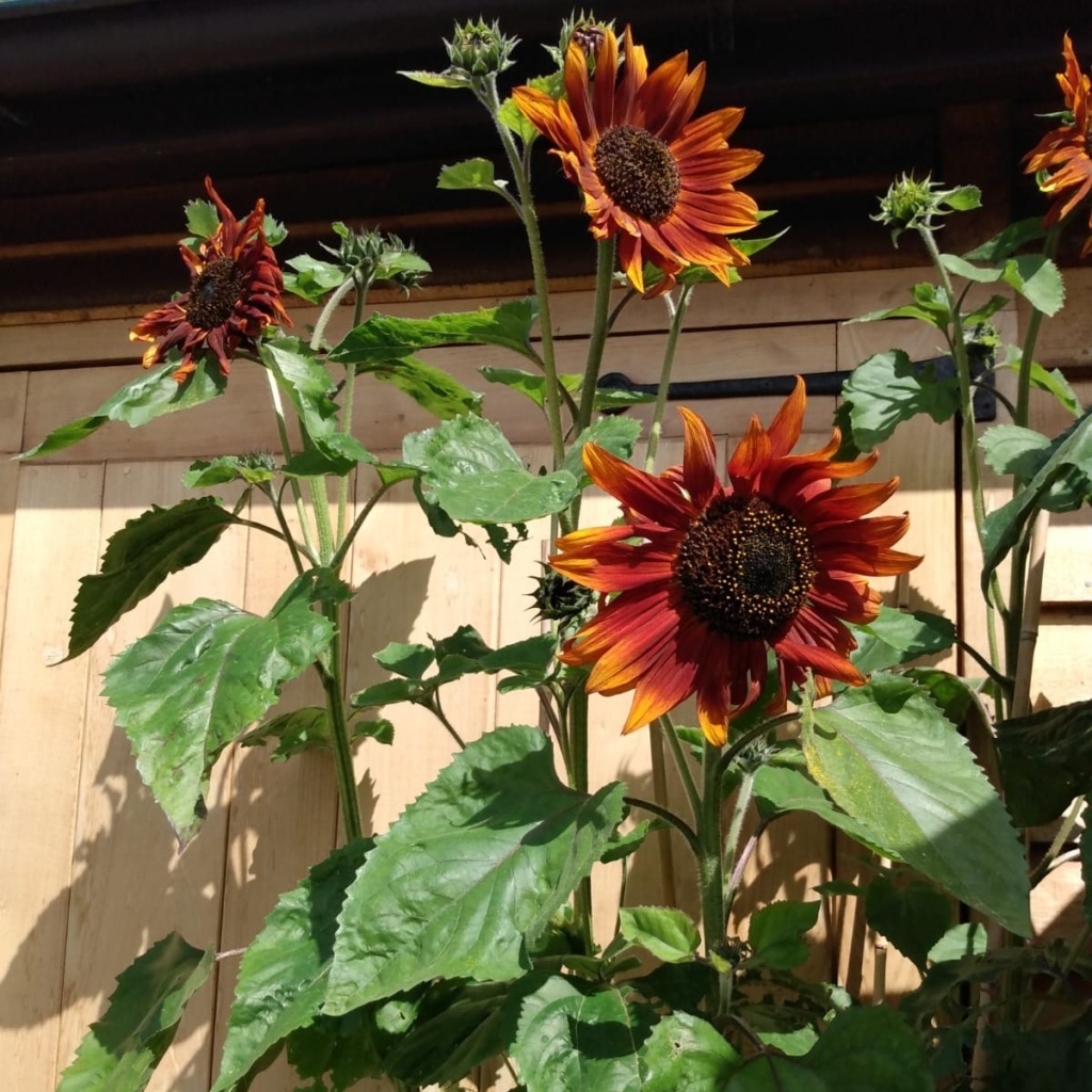 Prop it n Crop it Sunflower Red Sun - popular with gardening in lockdown