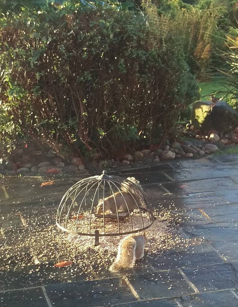 squirrels eating birdseed