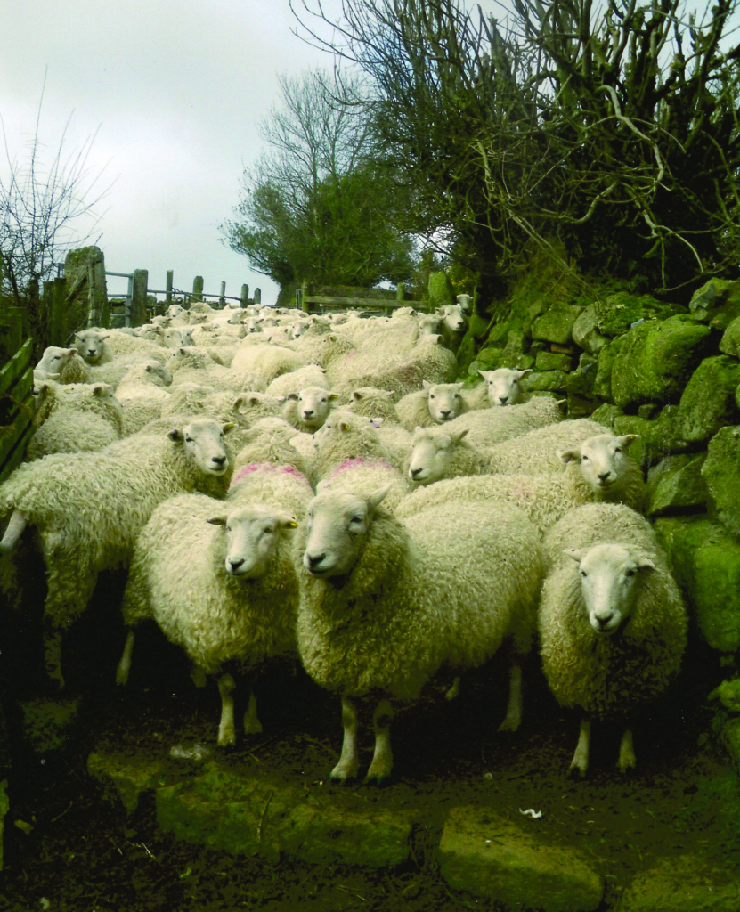 Wool Week 2021 Whiteface Dartmoor Sheep