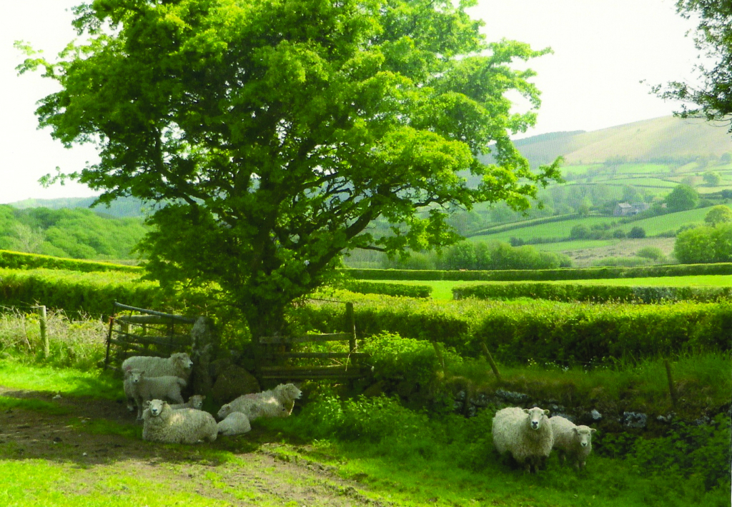 Whiteface Dartmoor Shade Wool Week 2021